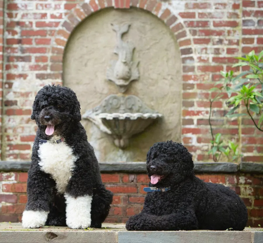 Sunny and Bo (Obama) Pets White House Through Years Michelle Obama