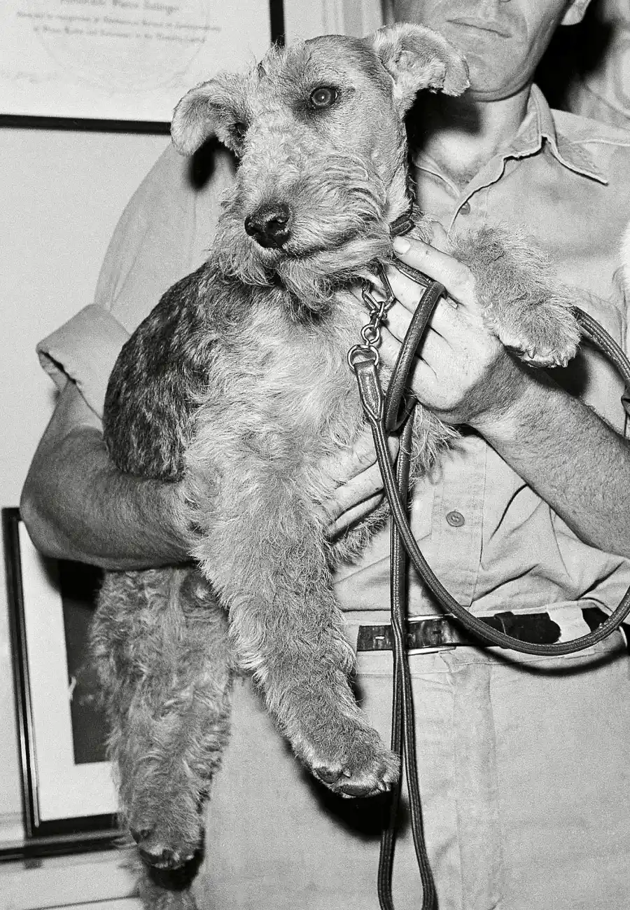 Charlie (JFK) Pets White House Through Years