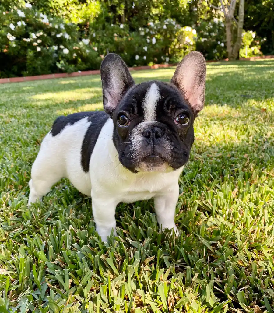 Reese Witherspoon Adds a New Puppy to Her Squad!