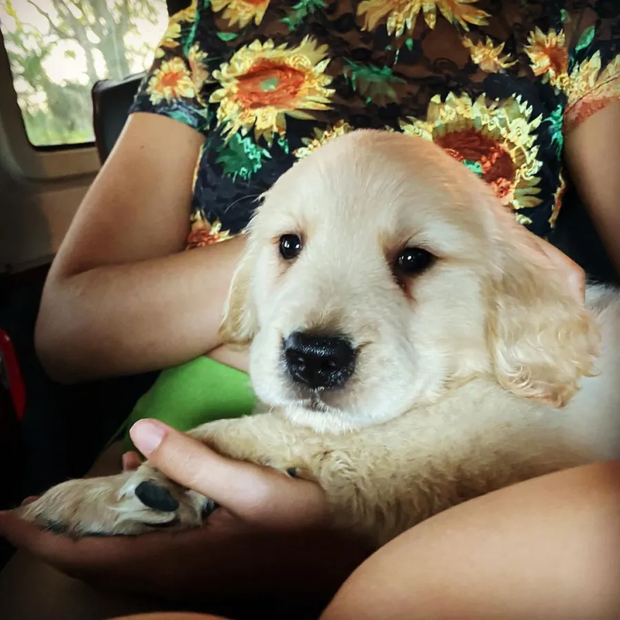 Shawn Mendes and Camila Cabello Relationship Timeline Puppy