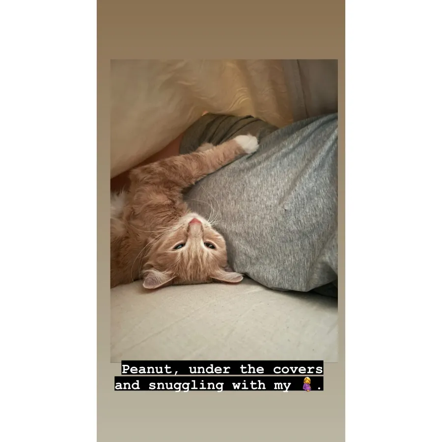 Mandy Moore baby bump cat