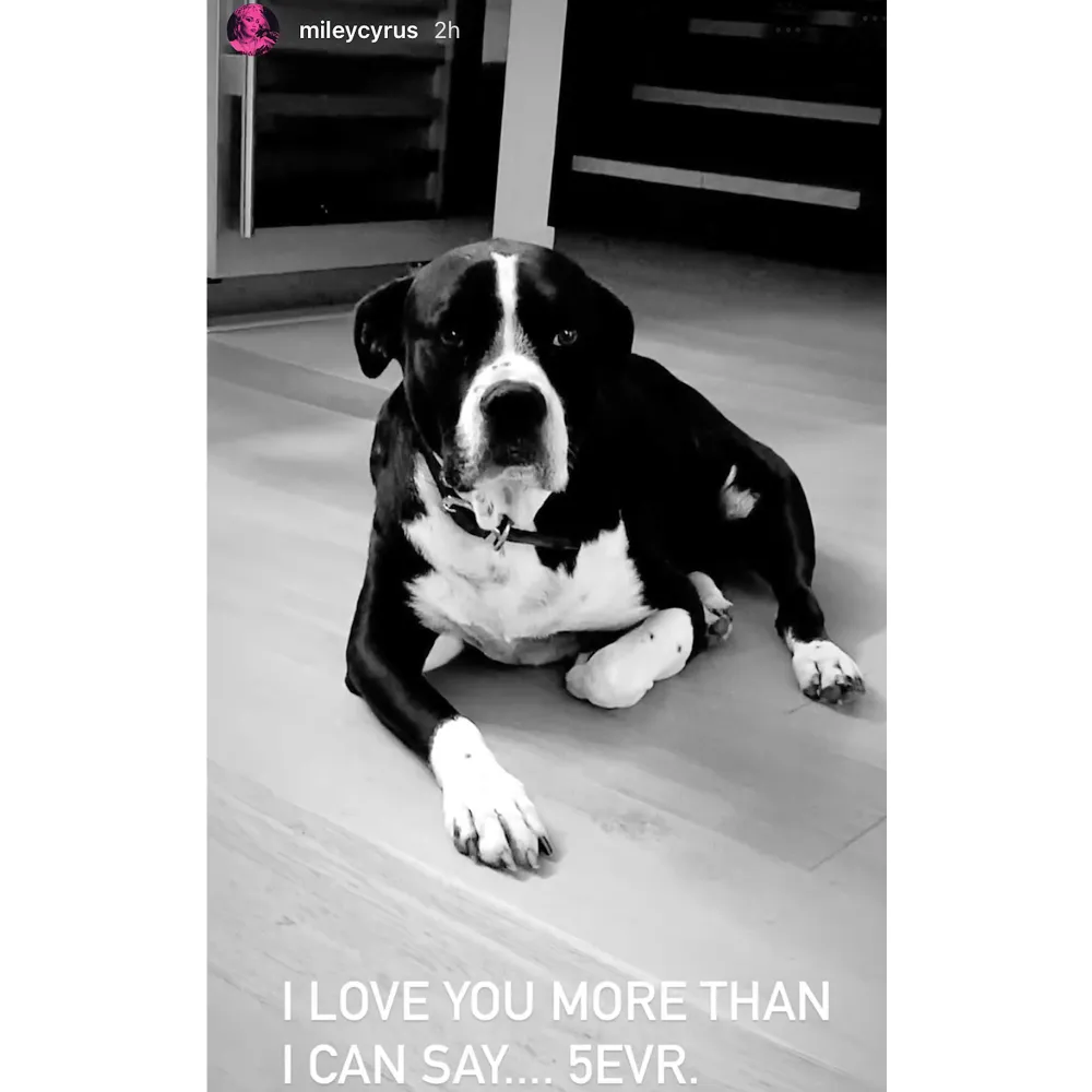 Miley Cyrus Mourns Death Angel Dog Mary Jane