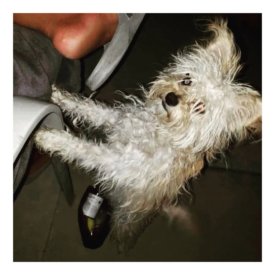 November 2020 Katy-Perry-and-Orlando-Bloom-Foster-a-New-Puppy-3