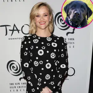 Reese Witherspoon Welcomes New Labrador Puppy to Her Family p