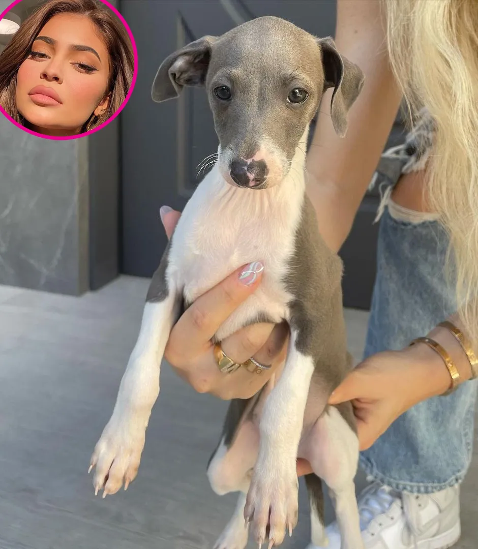 Kylie Jenner Introduces New Pooch Kevin on Instagram p