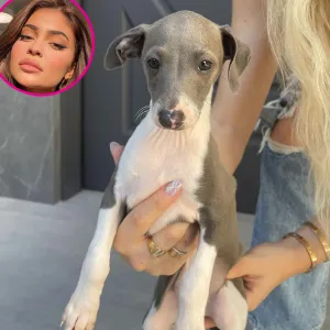 Kylie Jenner Introduces New Pooch Kevin on Instagram p