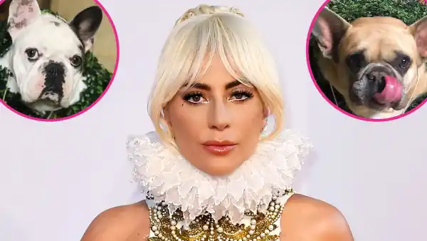 Lady Gaga Is Beside Herself After Dog Walker Shooting Offering 500000 Reward For Return Of Beloved Pets