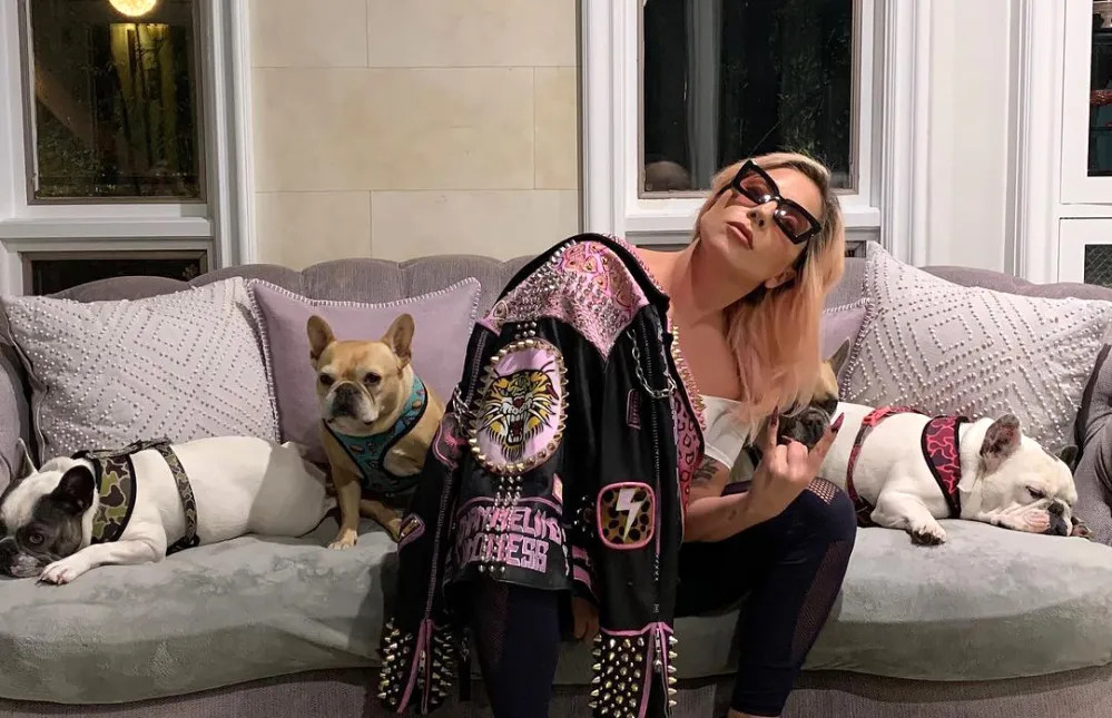Lady Gaga&rsquo;s 2 Dogs Found Safe After Dog Walker Shooting, Dognapping