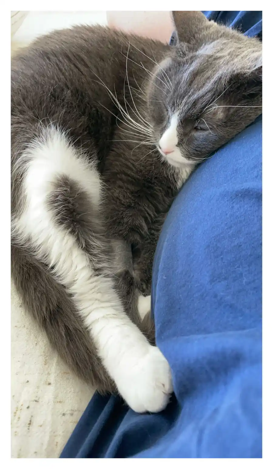 Mandy Moore Baby Bump Cat