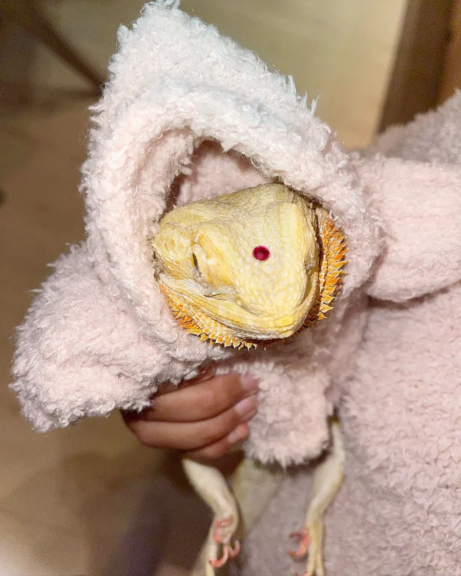 North Wests Lizard Rocks Her Mom Kim Kardashians Skims Merchandise