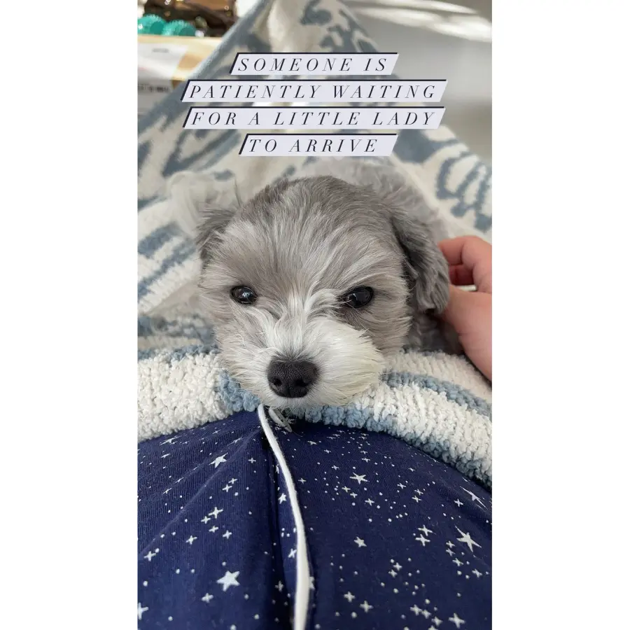 Ashley Tisdale baby bump dog