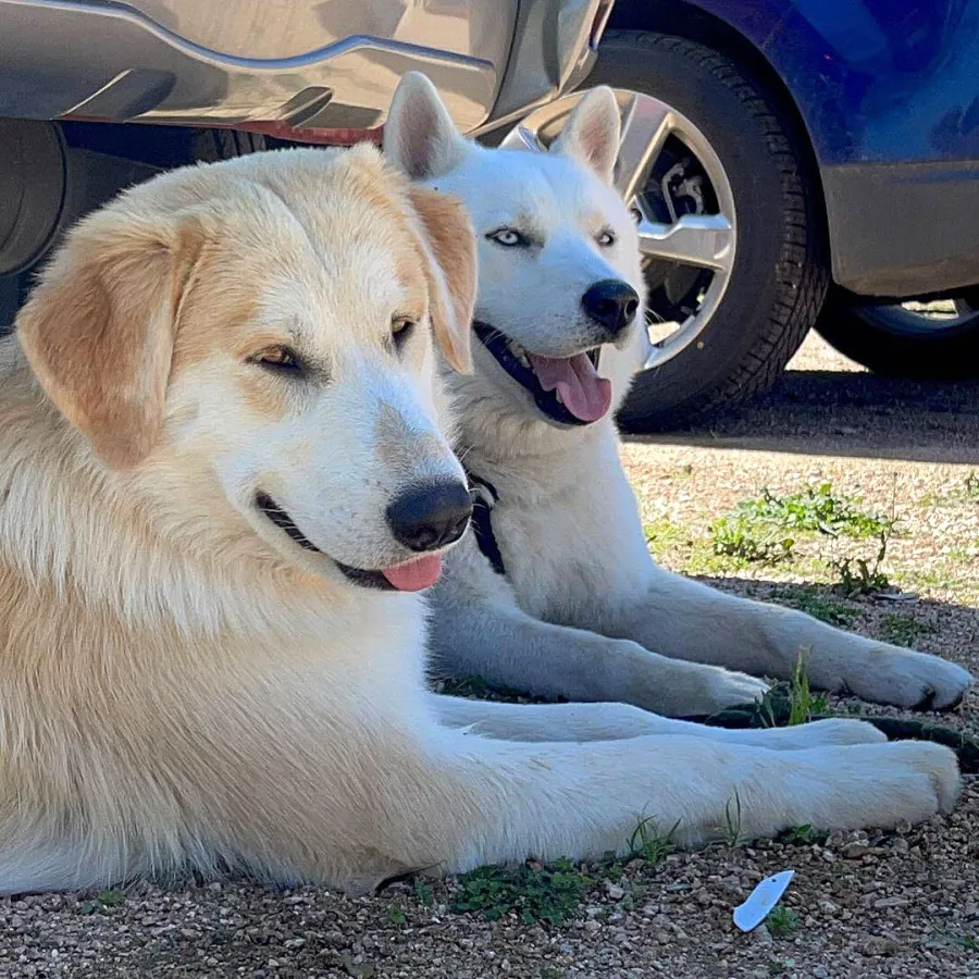 James Van Der Beek Family Say They Feel Blessed After Adopting Dog