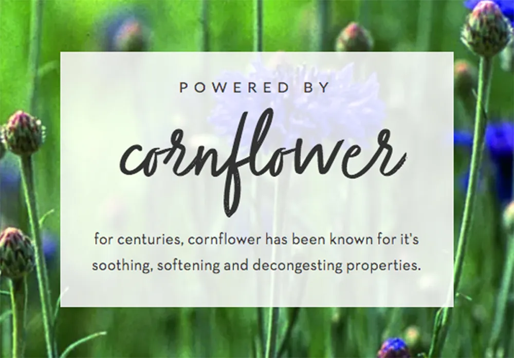 cornflower