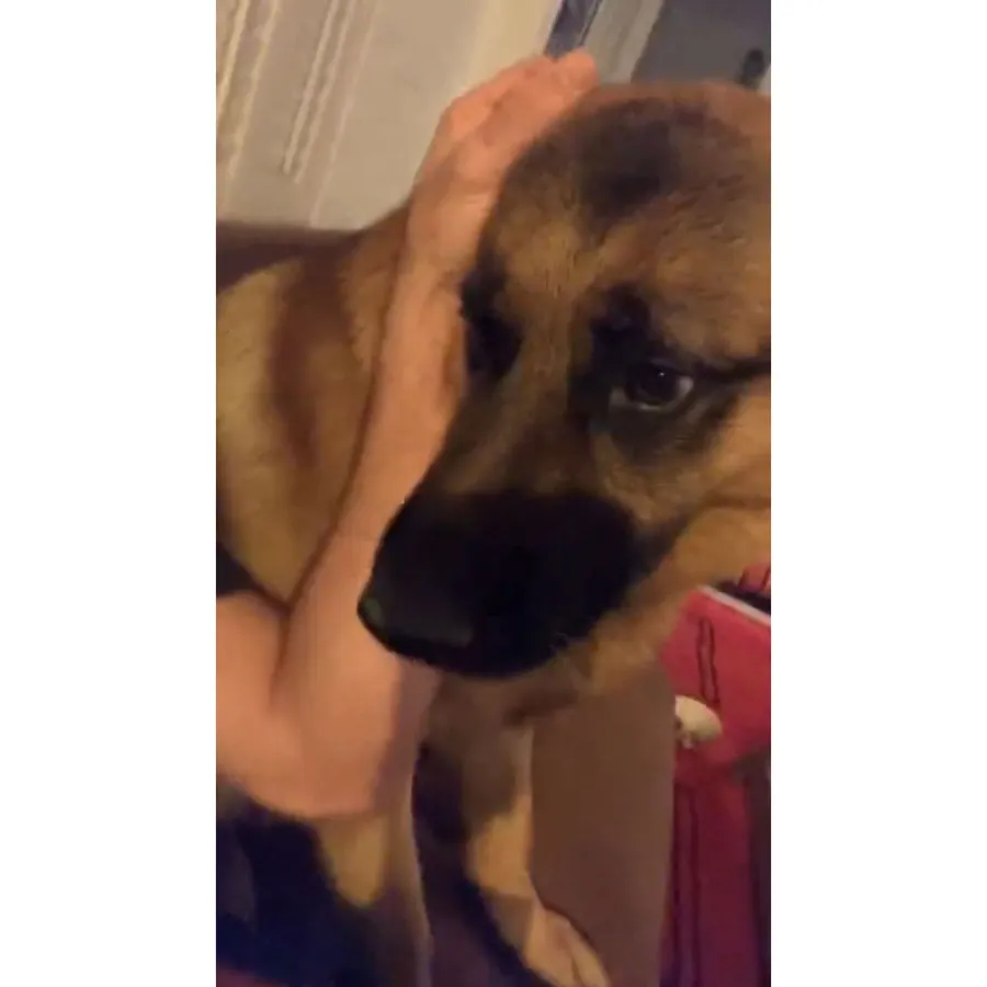 Fight Over Their Dog Shailene Woodley and Aaron Rodgers Give 1st Glimpse Into Their Lives