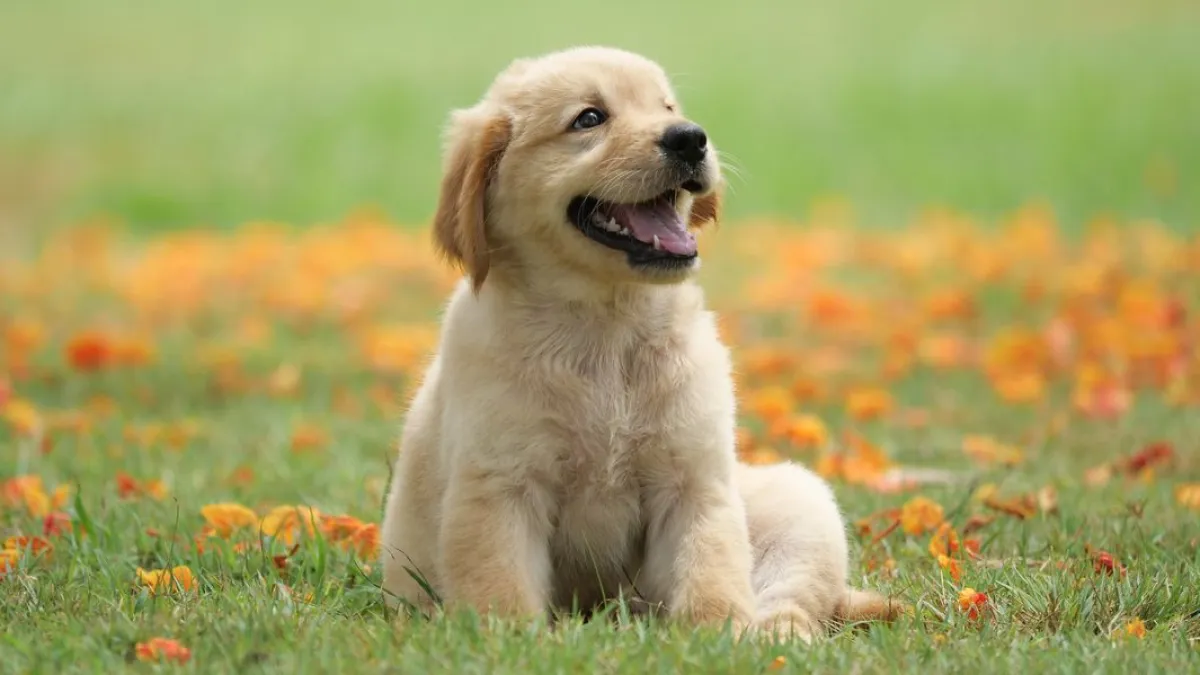 Dog puppy on garden royalty free image 1586966191