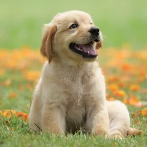 Dog puppy on garden royalty free image 1586966191