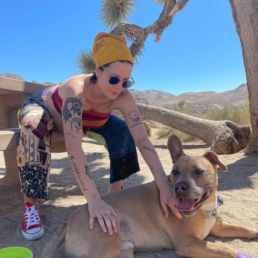 Halsey's Pregnancy Progress Ahead of 1st Child's Arrival Pet Play