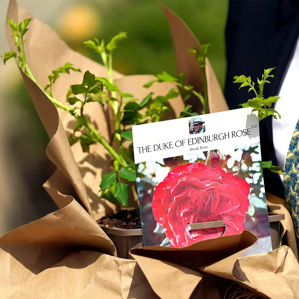 Queen Elizabeth II Honors Prince Philips 100th Birthday With New Rose