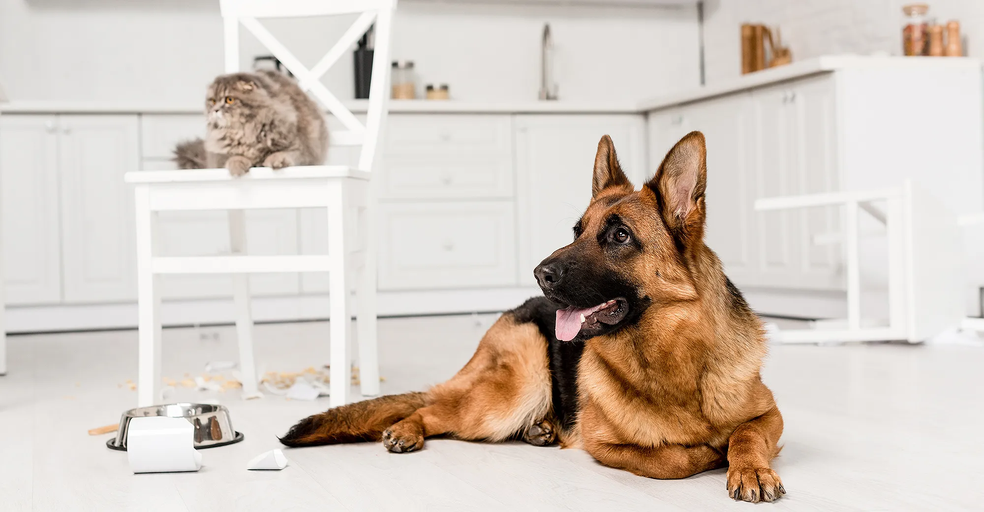 messy-dog-cat-stick-vacuum-review