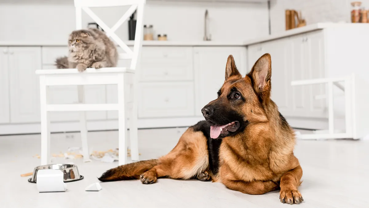 messy-dog-cat-stick-vacuum-review