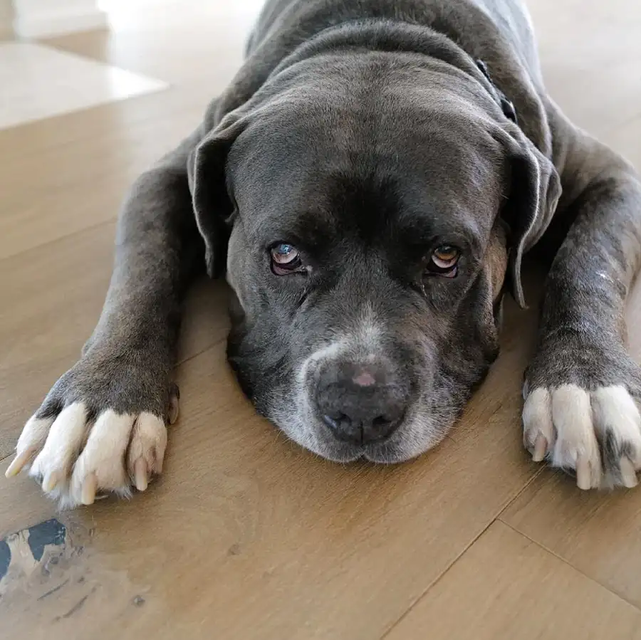 Kaley Cuoco Adopts New Dog Larry 5 Months After Pup Norman Death