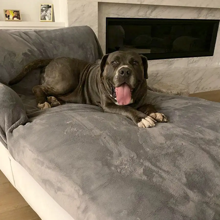 Kaley Cuoco Adopts New Dog Larry 5 Months After Pup Norman Death