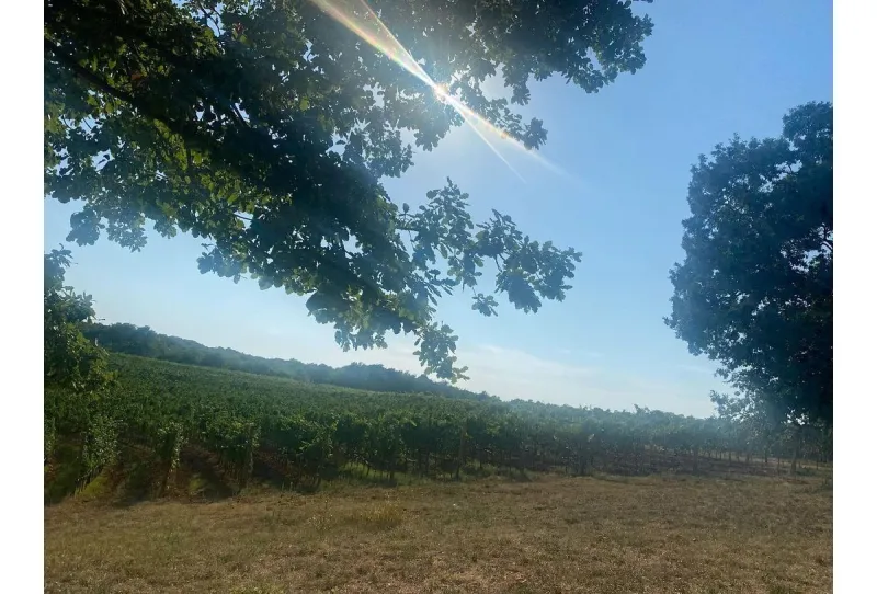 Phoebe Dynevor Giddy on Croatian Getaway Amid Pete Davidson Split 5