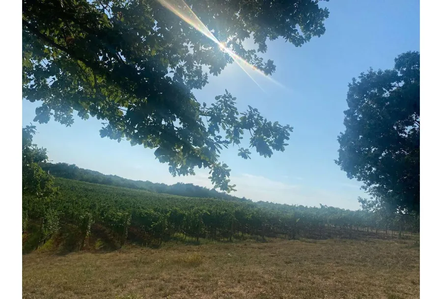 Phoebe Dynevor Giddy on Croatian Getaway Amid Pete Davidson Split 5