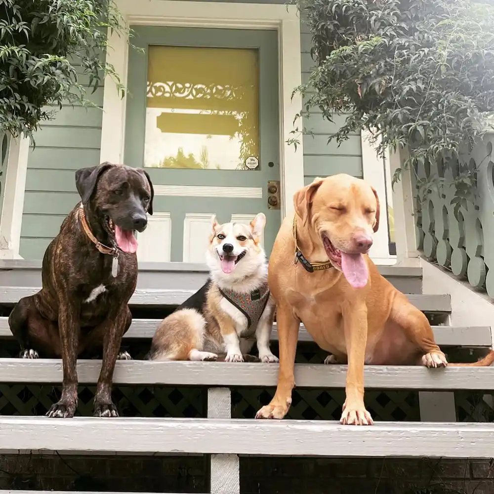 BiP Becca Thomas Bond With Each Other Dogs