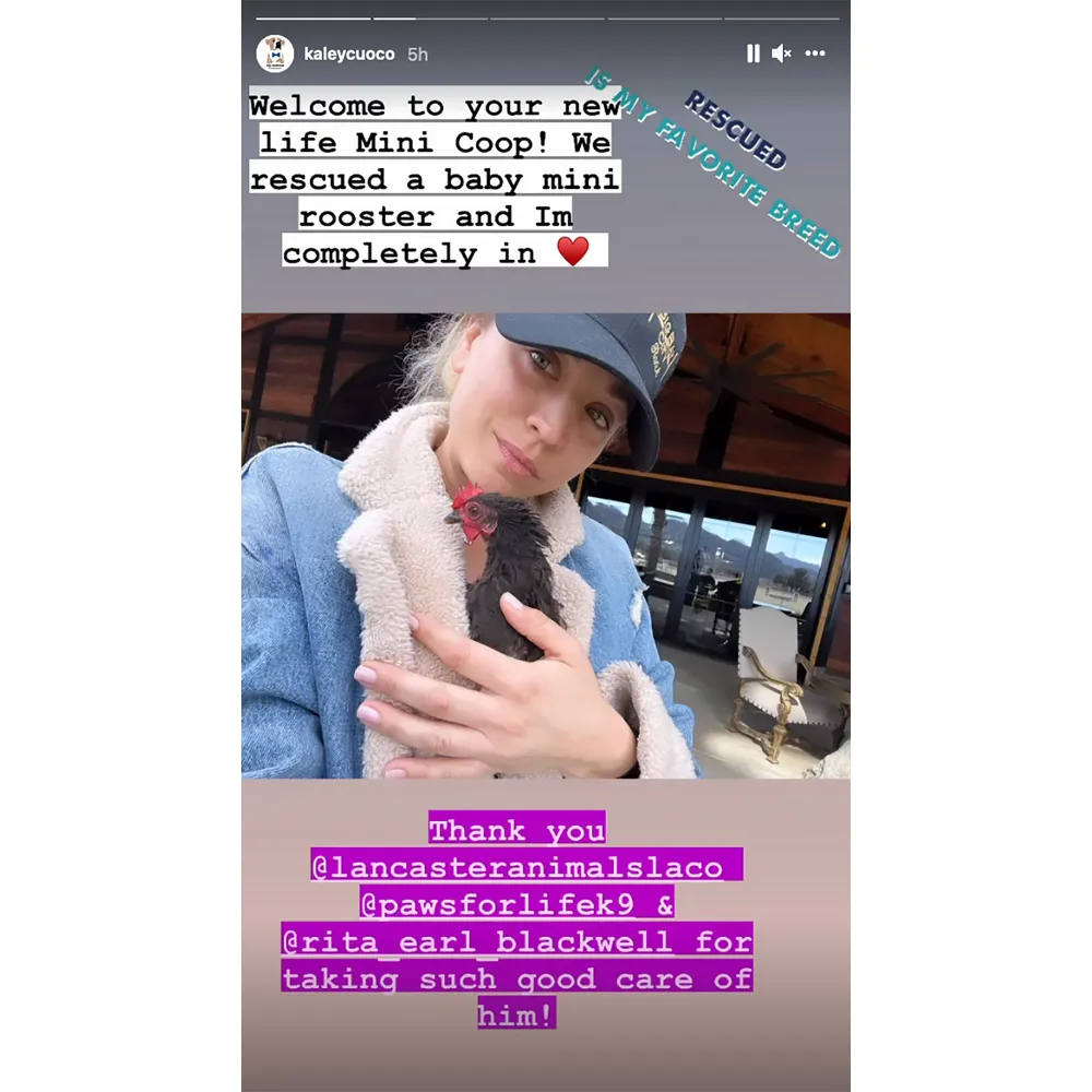 Meet Mini Coop! Kaley Cuoco Adopts Baby Rooster After Divorce