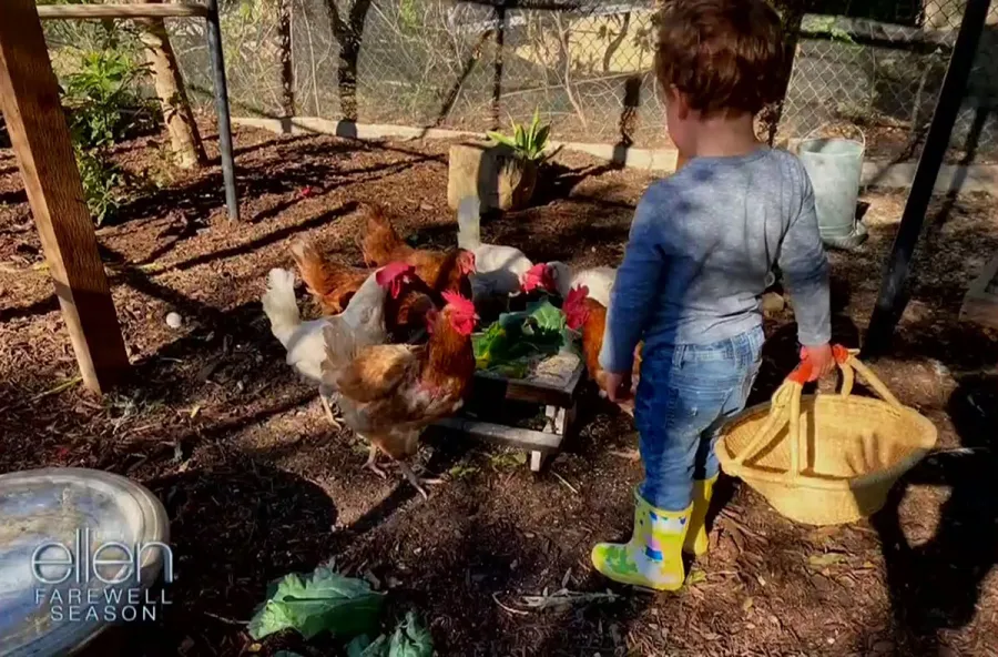 Archie Feeding Chickens The Ellen DeGeneres Show