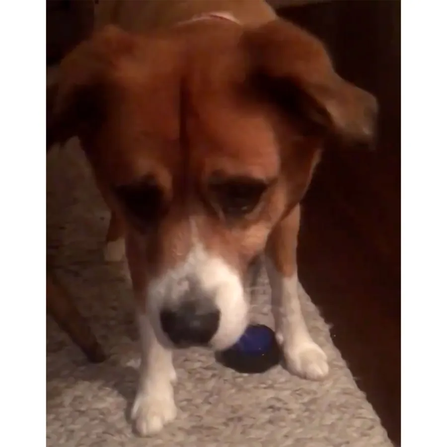 Gallery update: Chris Evans and His Dog Dodger: A Timeline of Their Pawsome Friendship