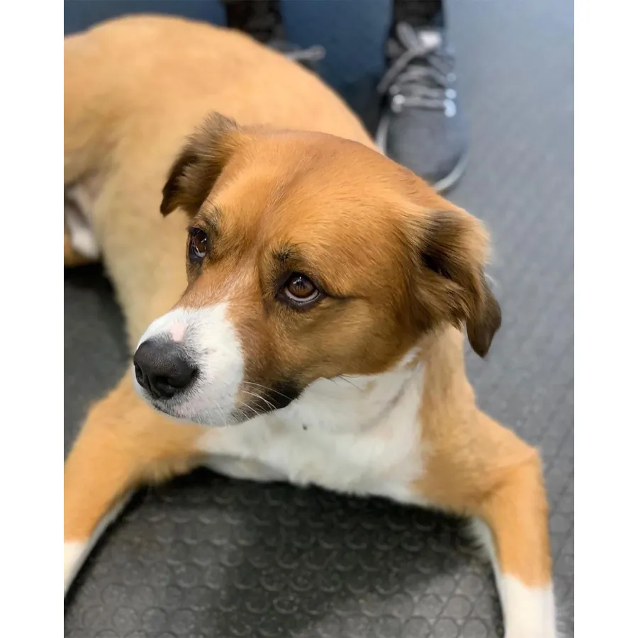 Gallery update: Chris Evans and His Dog Dodger: A Timeline of Their Pawsome Friendship