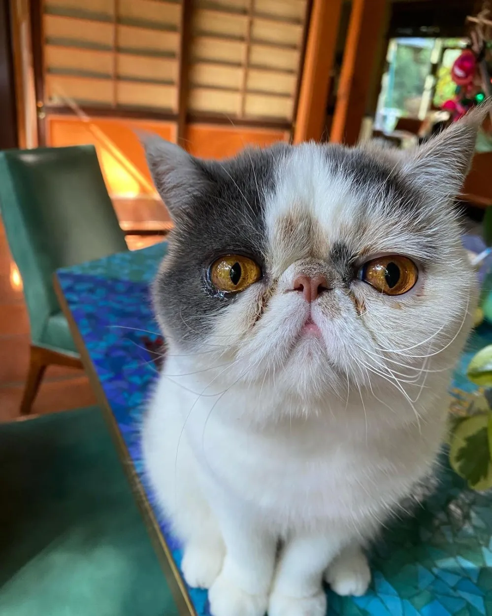 Jake Gyllenhaal&rsquo;s Secret Cat Calls Out Cyber Bullying Amid Taylor Swift Red Drama