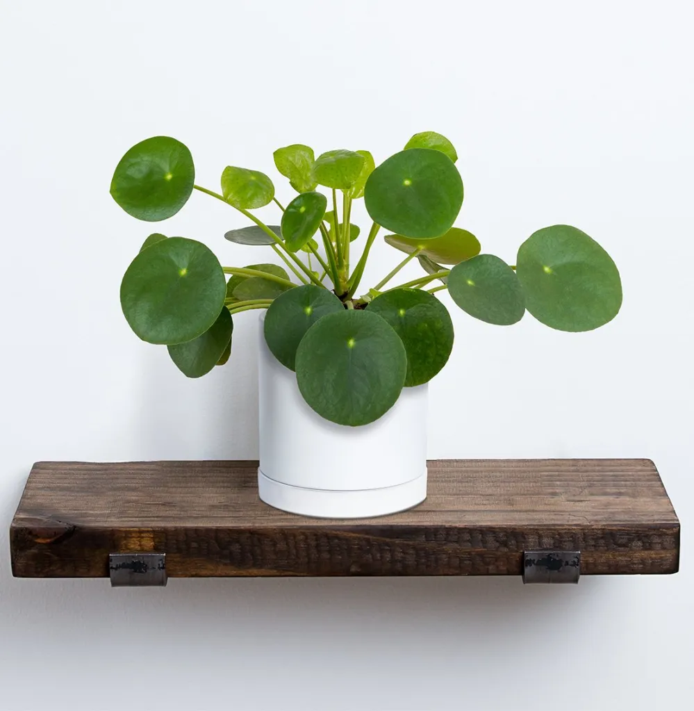 Pilea Plant
