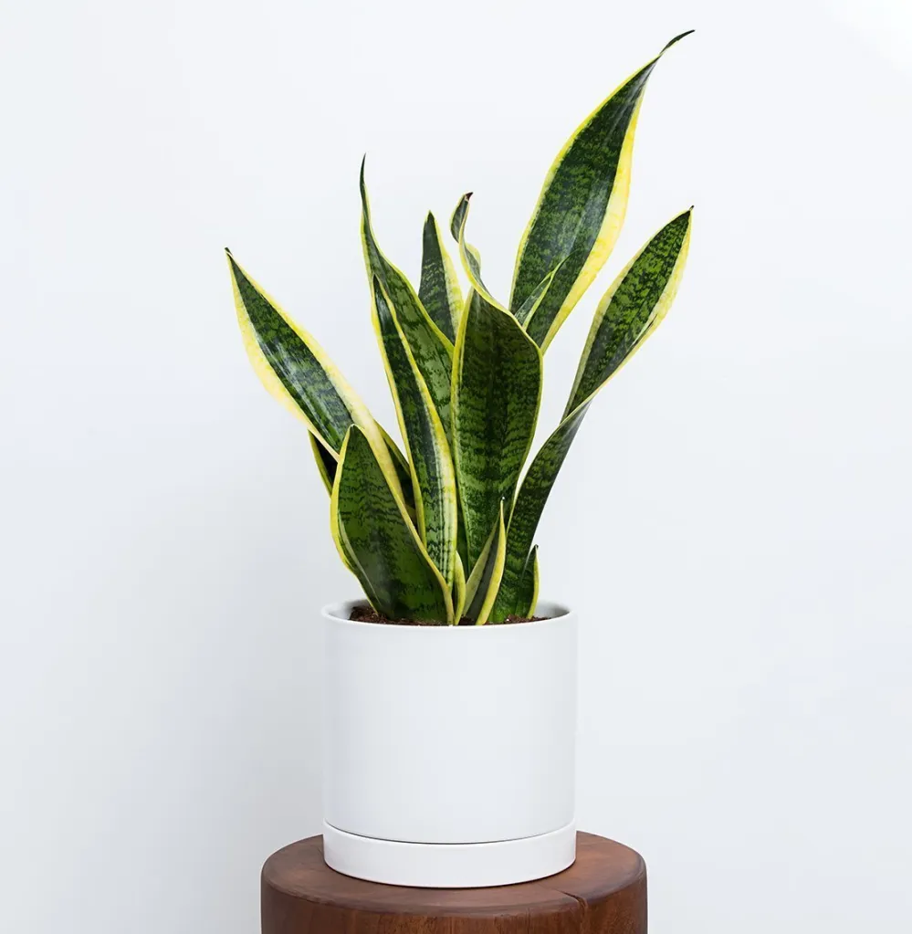 Snake Plant
