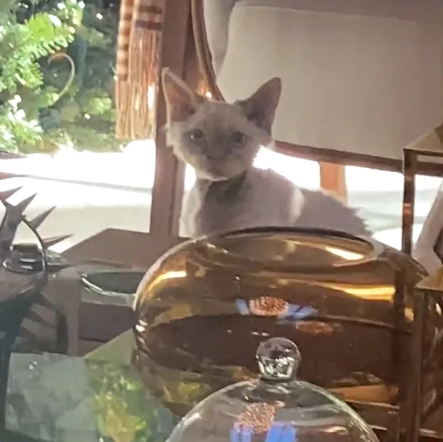 Jennifer Lopez Welcomes New Family Member Amid Ben Affleck Romance: 'Introducing Hendrix'