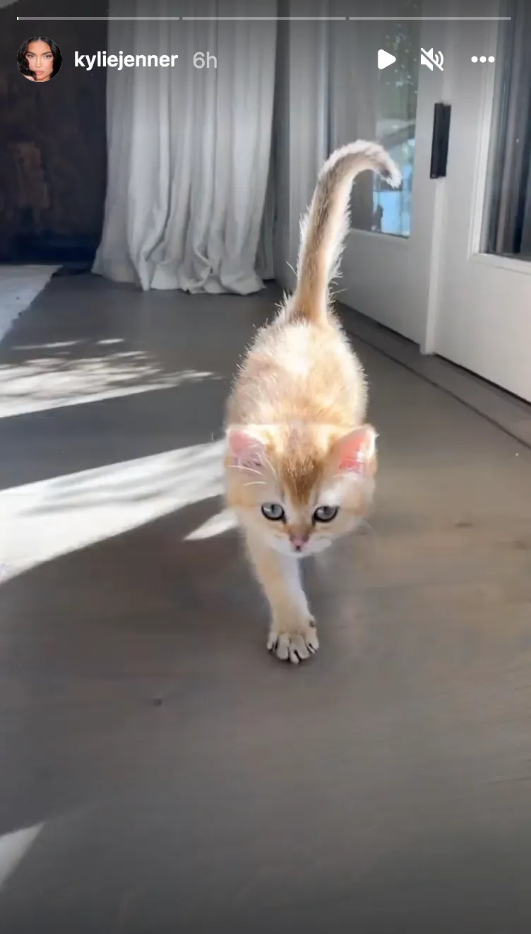 Kylie Jenner's Cat