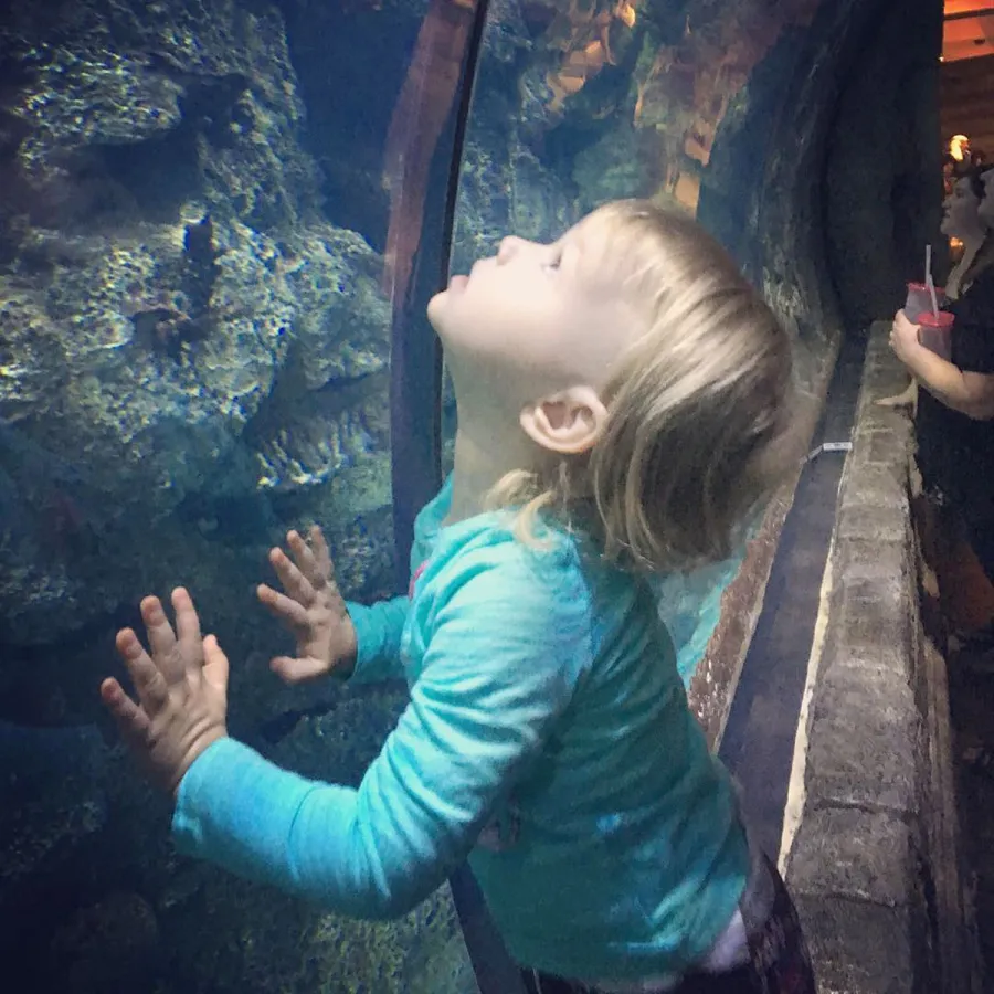 Sister Wives Kody Brown Wife Robyn Relationship Timeline Ariella Brown