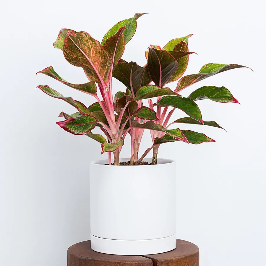 gift-guide-greendigs-evergreen-plant