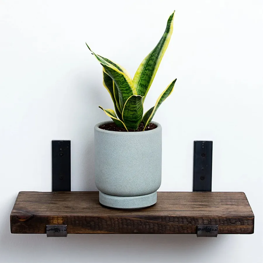 gift-guide-greendigs-snake-plant