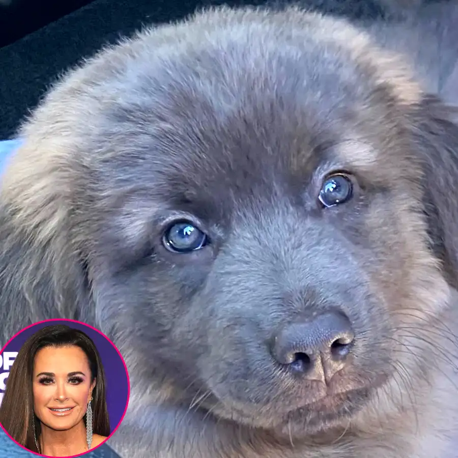 RHOBH’s Kyle Richards, More Stars Adopting or Fostering Pets Amid Quarantine