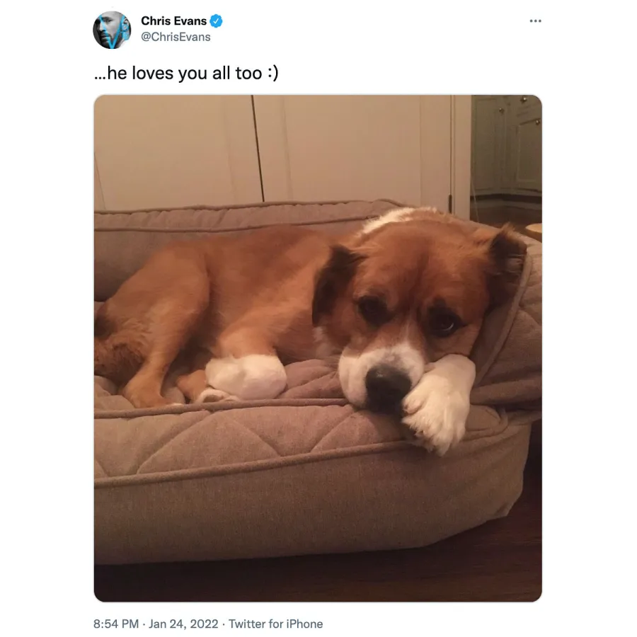 So Sweet Chris Evans Dog Dodger Loves His Fans