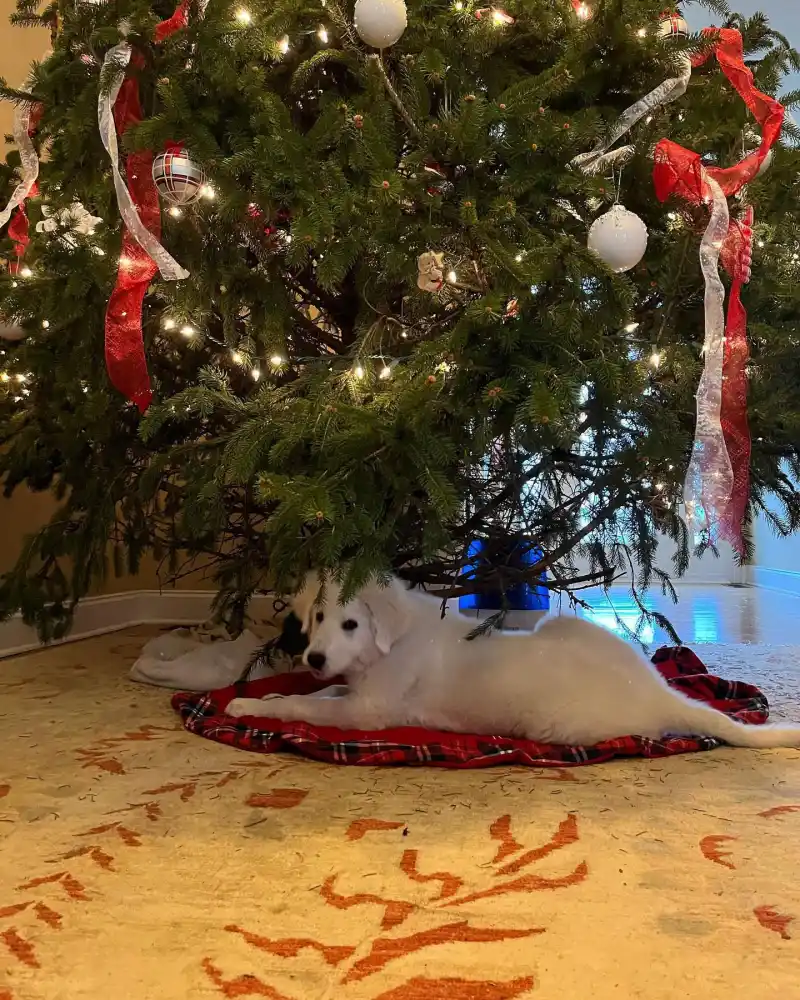 Sonja Morgan A Guide to the Real Housewives Cutest Pets