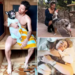 A Complete Guide to Team USA’s Pets