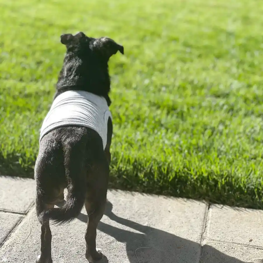 Dancing Dogs A Complete Guide DWTS Cast Pets Carrie Ann Inaba