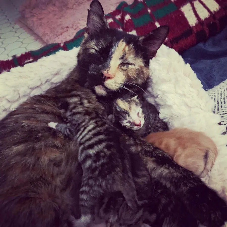 Paws Up A Complete Guide Food Network Stars Pets