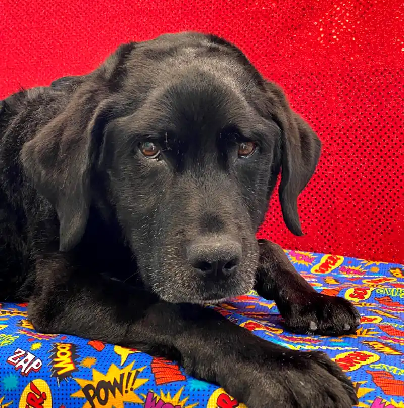 Vanessa Bryant Mourns the Death of ‘Sweet’ Dog Crucio: 'Thank You For Everything'