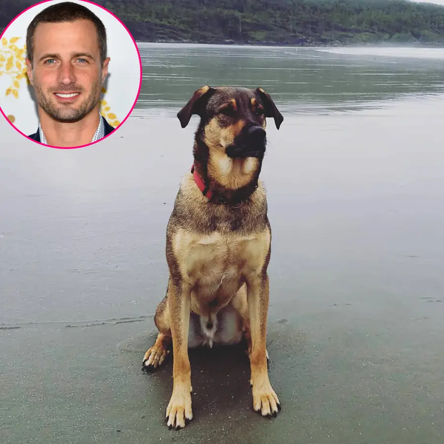 Meet the Pooches! A Complete Guide to Hallmark Stars' Dogs