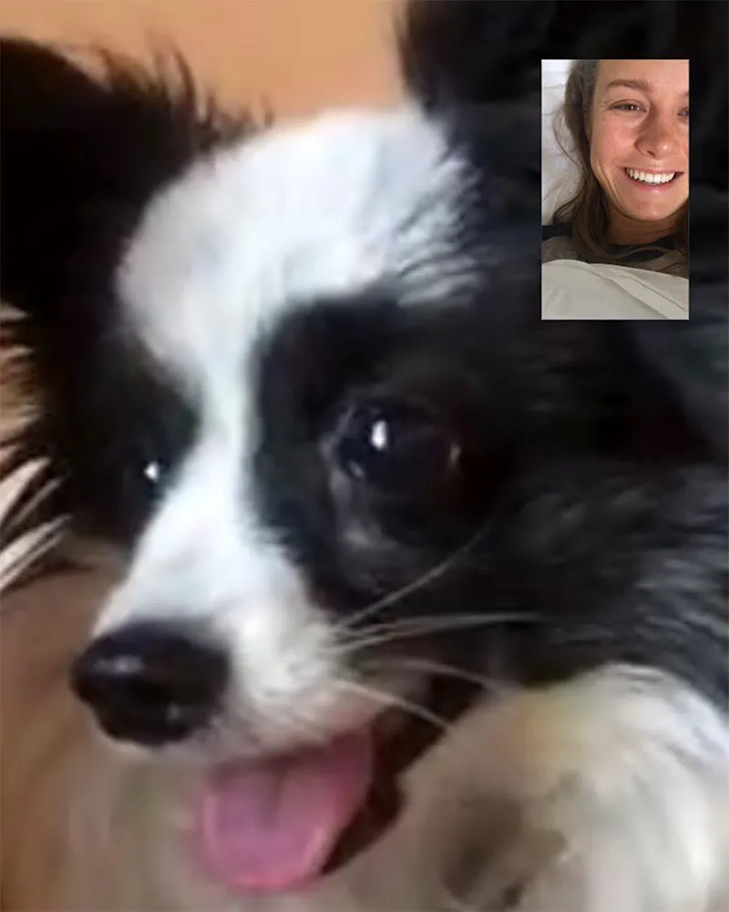 Brie Larson Marvel Stars and Their Beloved Pets